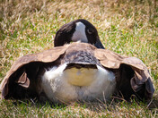 Tail Feathers