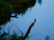 Perched and on the hunt