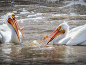 Quarrel
