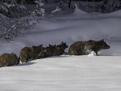 Grand Teton National Park