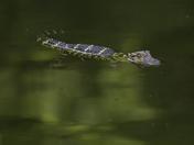 Everglades National Park