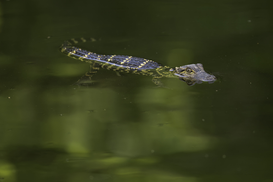 Everglades National Park