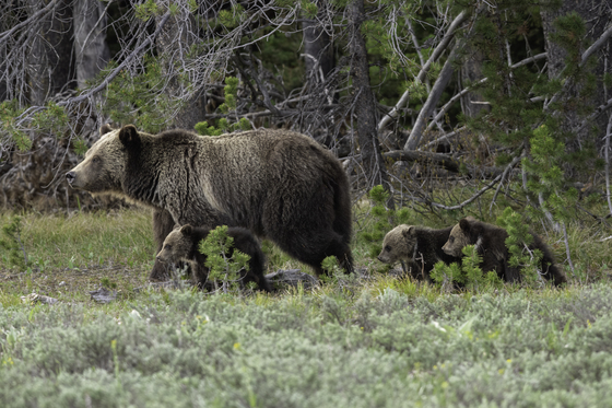 Grand Teton National Park