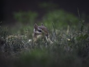 Chippy Chipmunk