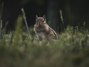Chippy Chipmunk