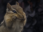 Chippy Chipmunk