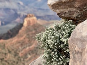 Grand Canyon National Park