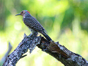 Northern Flicker