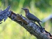 Flicker