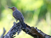 Flicker (Northern)