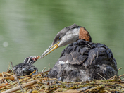 Sharing a special moment 