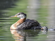 Learning to swim