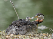 Red-necked Grebe feather exchange 