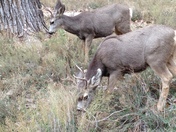 Zion National Park