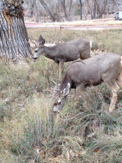 Zion National Park