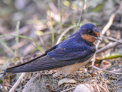 Beautiful Barn Swallow