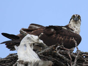 Osprey