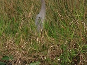 Everglades National Park