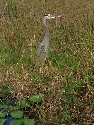 Everglades National Park