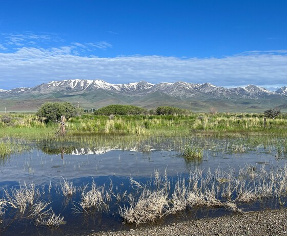 BLM rangeland