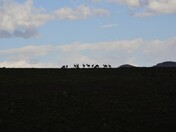BLM rangeland