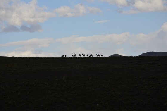 BLM rangeland
