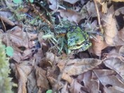 Wildwood Recreation Site