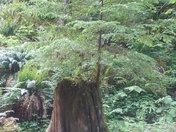 Molalla River Corridor