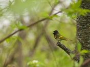 American Redstart in the trees