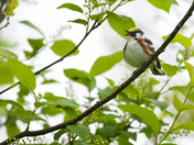 Chestnut Sided Warbler