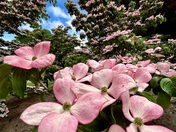 Dogwood