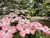 Dogwood
