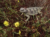 Fort Ord National Monument