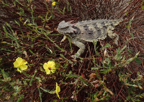 Fort Ord National Monument