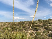 Carlsbad Caverns National Park