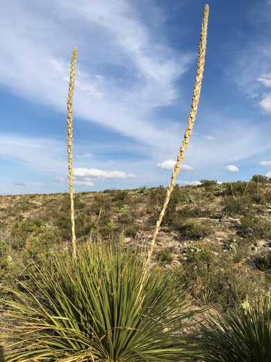 Carlsbad Caverns National Park