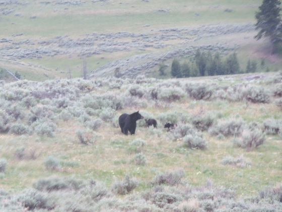 Yellowstone National Park