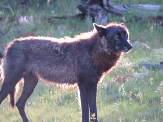 Yellowstone National Park 