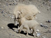 Mother GOAT