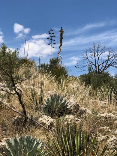 Guadalupe Mountains National Park
