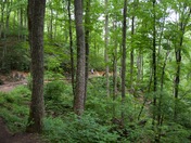 Great Smoky Mountains