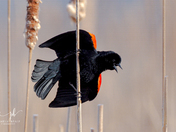 Black & Blue Bird