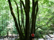 Great Smoky Mountains