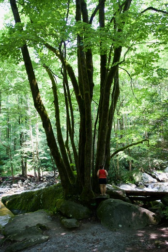 Great Smoky Mountains