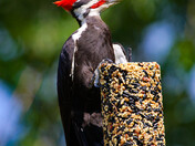 Pileated