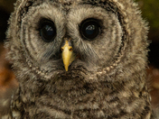 Barred Owl Fledgling