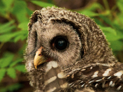 Barred Owl Fledgling