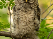 Barred Owl Fledgling