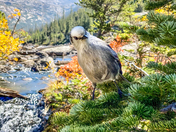 Rocky Mountain National Park