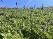 Coronado National Forest 